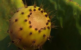 Fichi d'india fanno ingrassare?