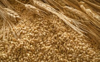 L'orzo fa ingrassare?